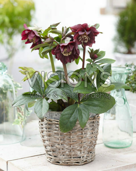 Helleborus orientalis Double Ellen® Purple Helleborus orientalis Double Ellen® Purple