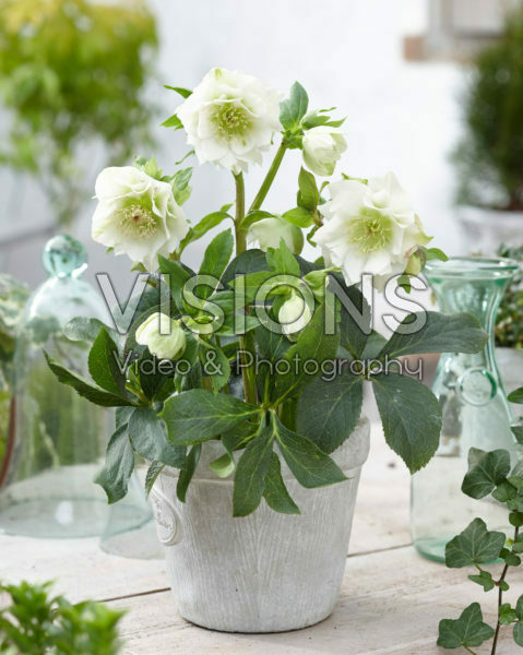 Helleborus orientalis Double Ellen® White Helleborus orientalis Double Ellen® White
