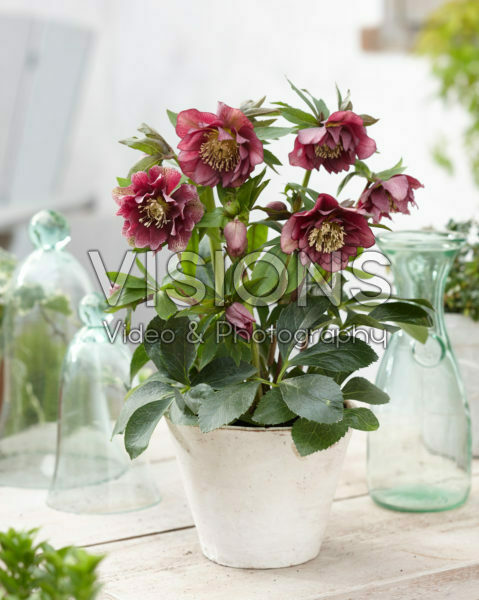 Helleborus orientalis Double Ellen® Red