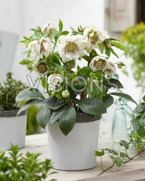 Helleborus orientalis Double Ellen® White Spotted Helleborus orientalis Double Ellen® White Spotted