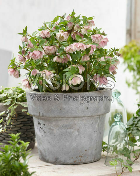 Helleborus orientalis Double Ellen® Pink