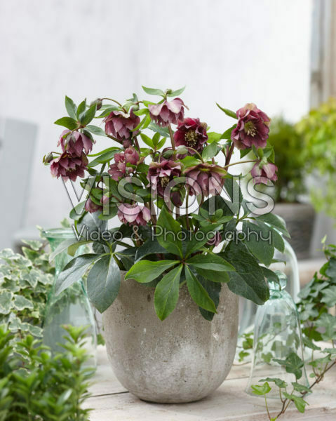 Helleborus orientalis Double Ellen® Red Helleborus orientalis Double Ellen® Red