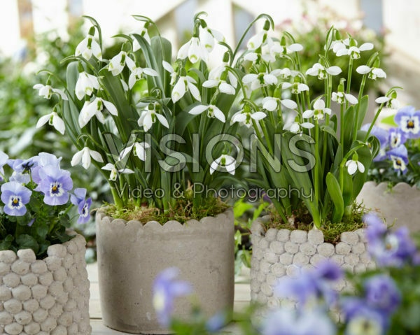 Galanthus combinatie