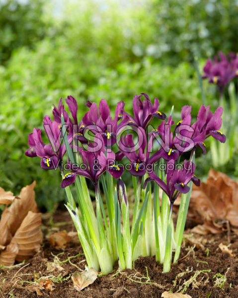 Iris reticulata paars