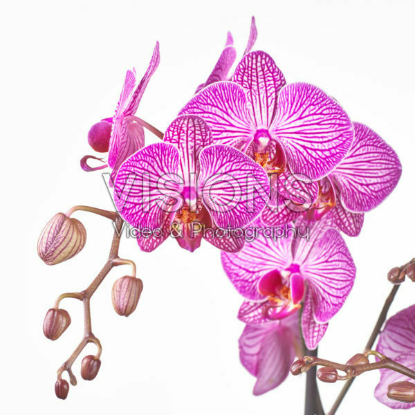 Phalaenopsis Paso Robles