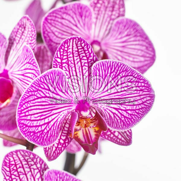 Phalaenopsis Paso Robles