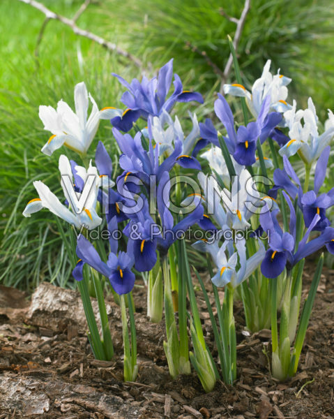 Iris reticulata combination