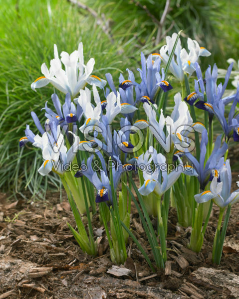 Iris reticulata Gordon, Ice Blue 313