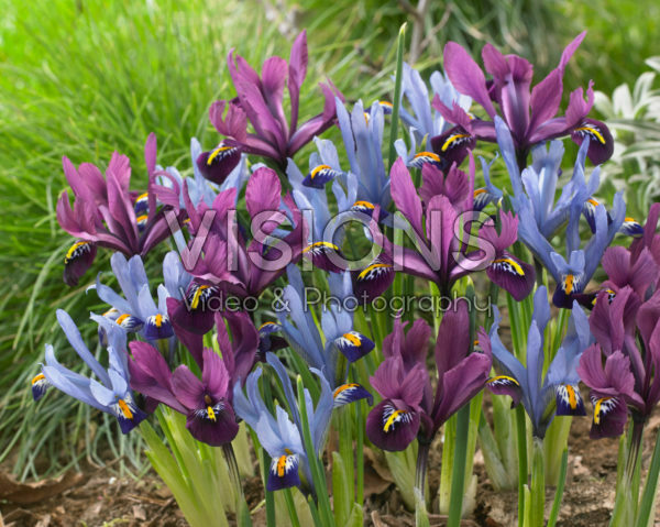 Iris reticulata Gordon, purple