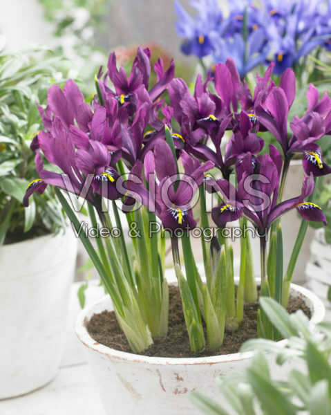 Iris reticulata paars