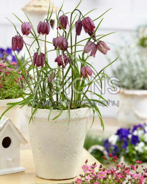 Fritillaria meleagris Fritillaria meleagris