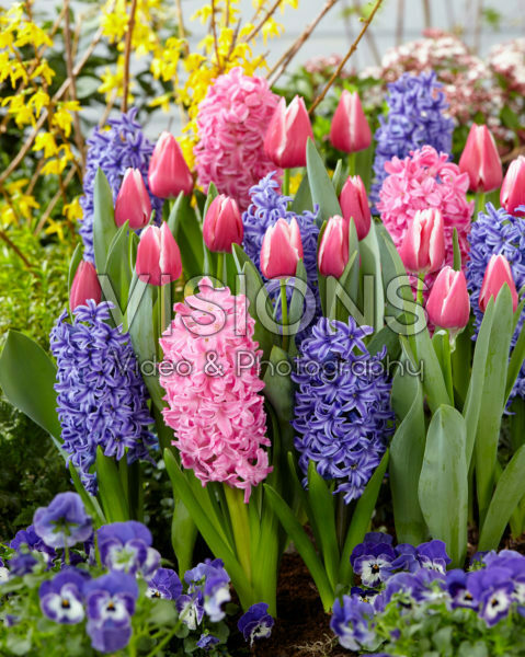 Tulipa Leo Visser, Hyacinthus gemengd