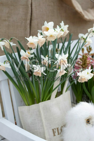 Narcissus in hessian bag