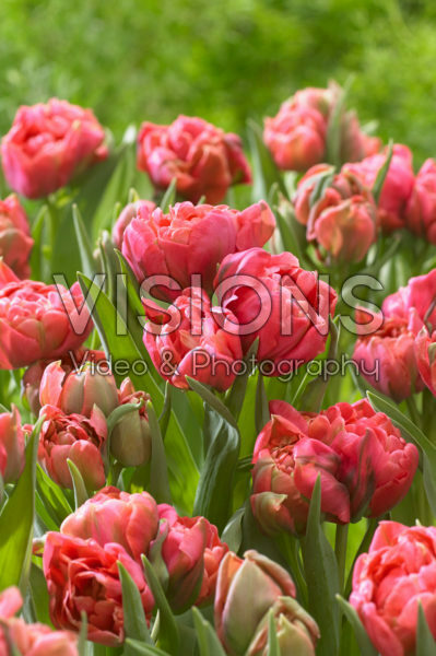 Tulipa Adore Tulipa Adore