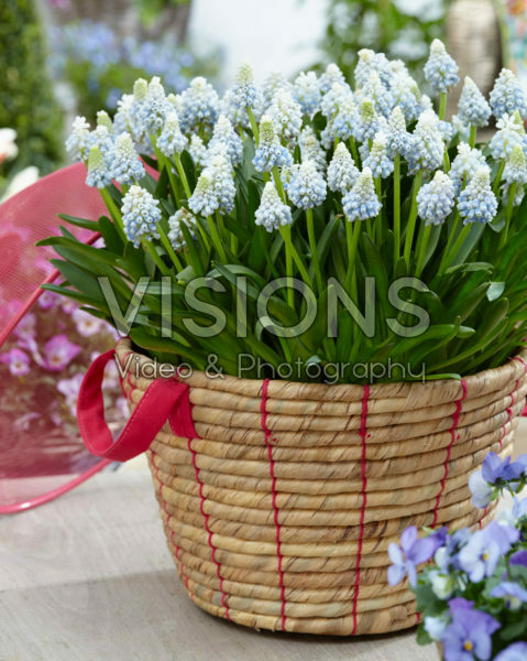 Muscari Mountain Lady