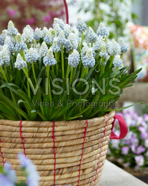 Muscari Mountain Lady