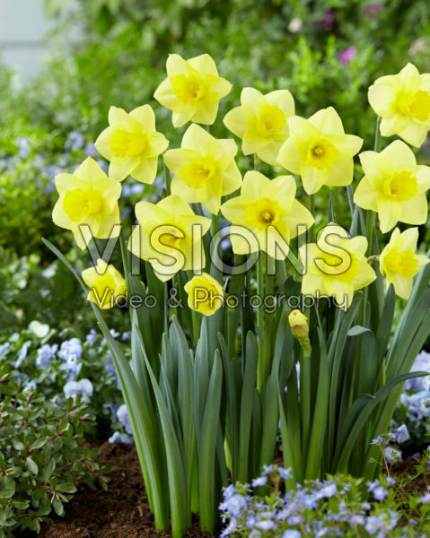 Narcissus Golden Salome