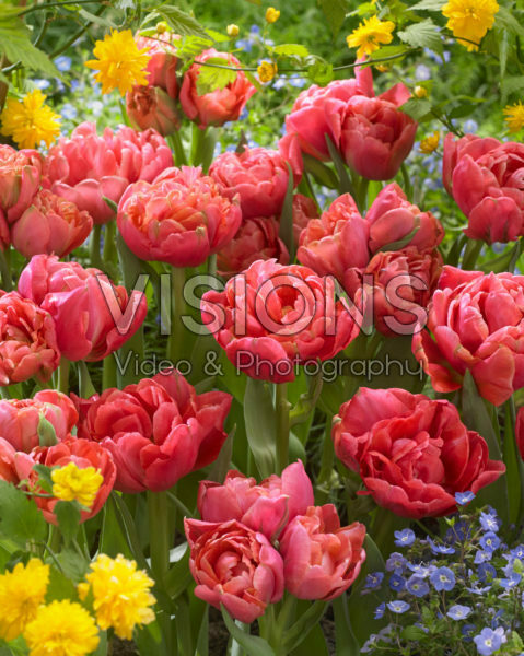 Tulipa Adore