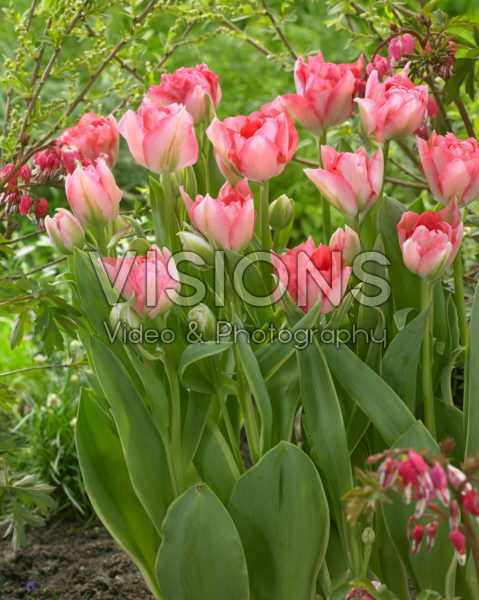 Tulipa Candy Cane