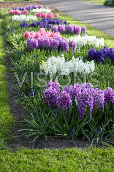 Hyacintus and Muscari border Hyacintus and Muscari border
