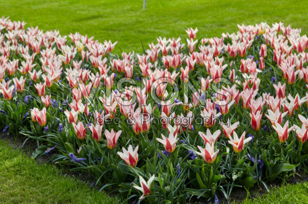 Tulipa Ancilla, Crocus vernus Grand Maitre Tulipa Ancilla, Crocus vernus Grand Maitre