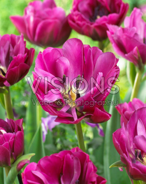 Tulipa Abigail