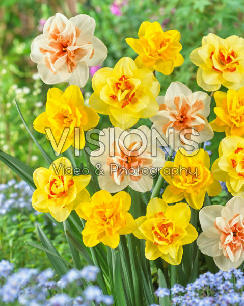 Narcissus dubbelbloemig gemengd Narcissus dubbelbloemig gemengd