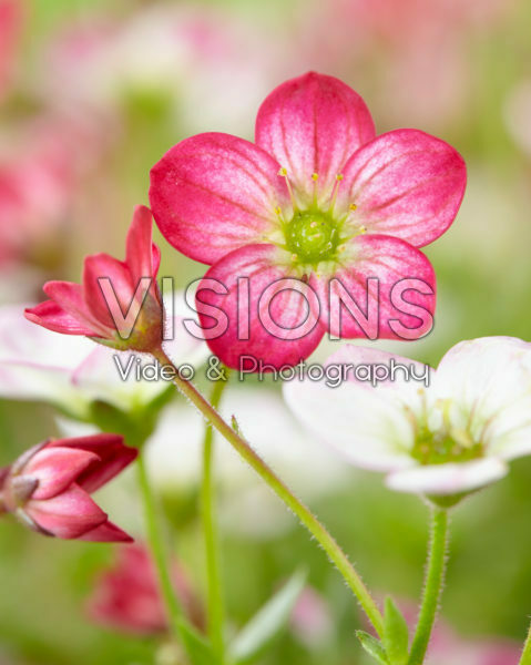 Saxifraga pink