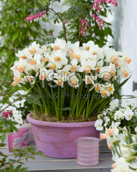 Narcissus Cha-Cha Narcissus Cha-Cha