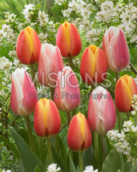 Tulipa Apeldoorn's Elite, Beau Monde
