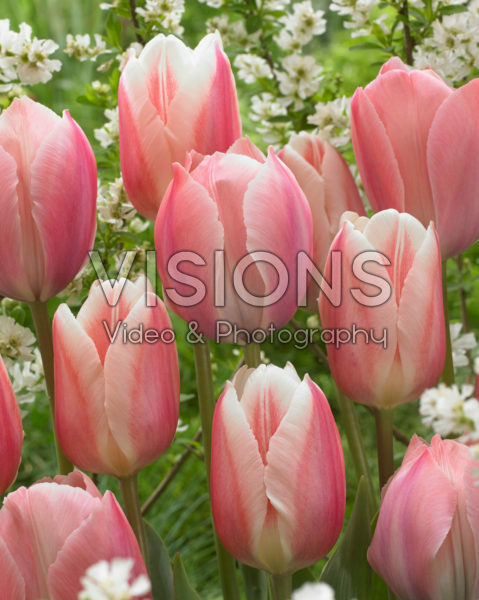 Tulipa Beau Monde Salmon van Eijk Visions Pictures