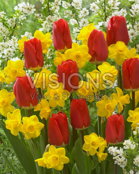 Tulipa Fostery King, Narcissus Quail
