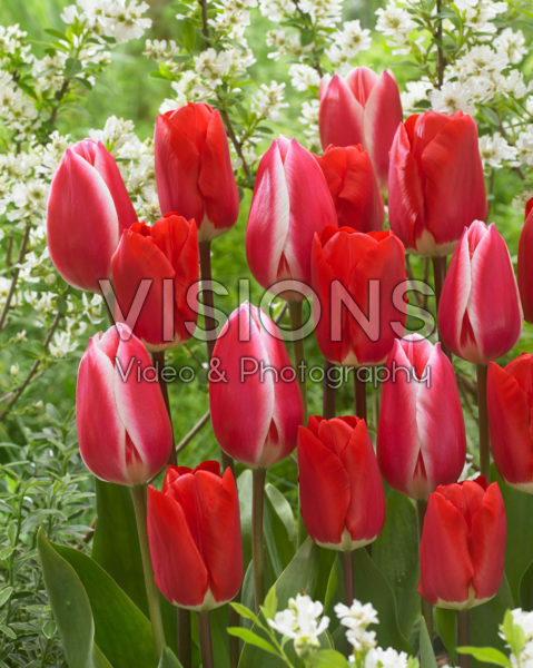 Tulipa Candy Apple Delight, Fostery King