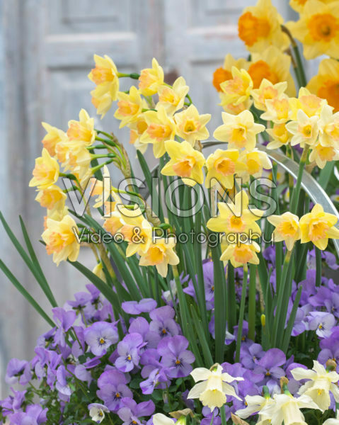 Narcissus Blushing Lady, Viola Narcissus Blushing Lady, Viola