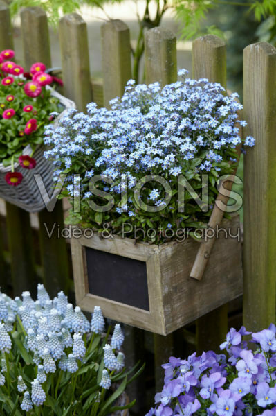 Myosotis palustris Myosotis palustris