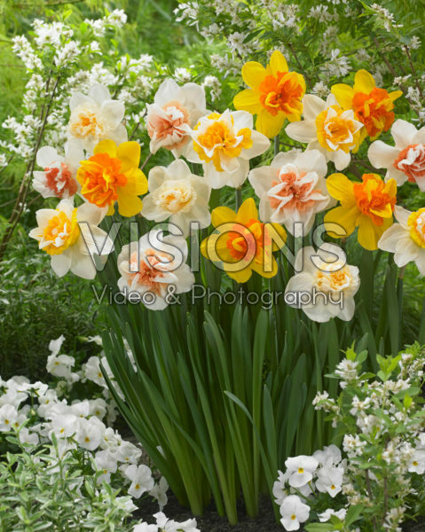 Narcissus double flowered mix