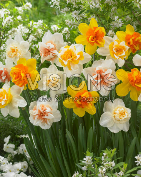 Narcissus dubbelbloemig gemengd