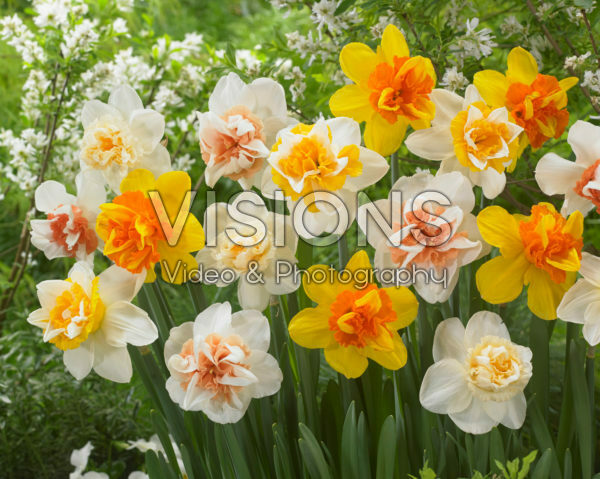 Narcissus dubbelbloemig gemengd