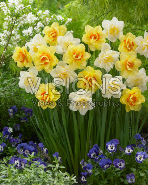 Narcissus White Lion, Narcissus Tahiti Narcissus White Lion, Narcissus Tahiti