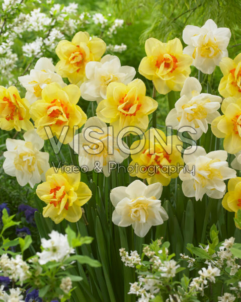 Narcissus White Lion, Narcissus Tahiti Narcissus White Lion, Narcissus Tahiti