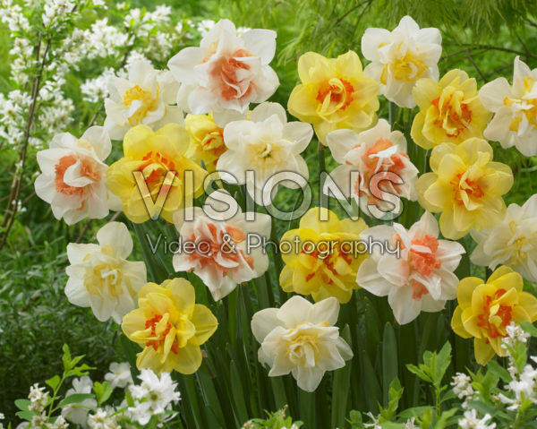 Narcissus double flowered mix Narcissus double flowered mix