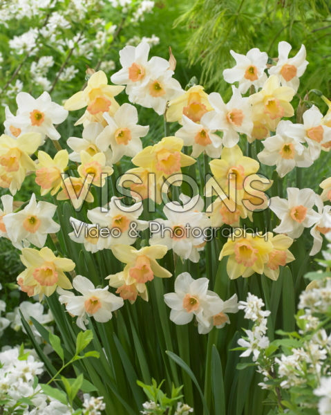 Narcissus Blushing Lady, Narcissus Bell Song Narcissus Blushing Lady, Narcissus Bell Song