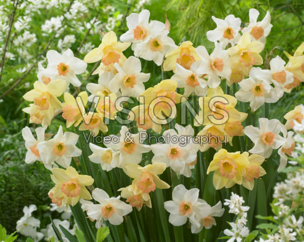 Narcissus Blushing Lady, Narcissus Bell Song Narcissus Blushing Lady, Narcissus Bell Song