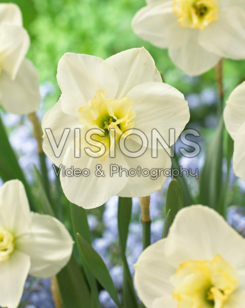 Narcissus Papillon Blanc