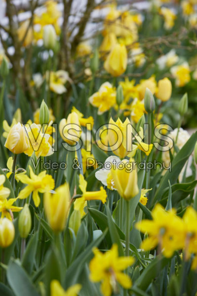 Spring flower mix in white and yellow