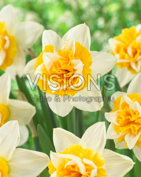 Narcissus 01-102