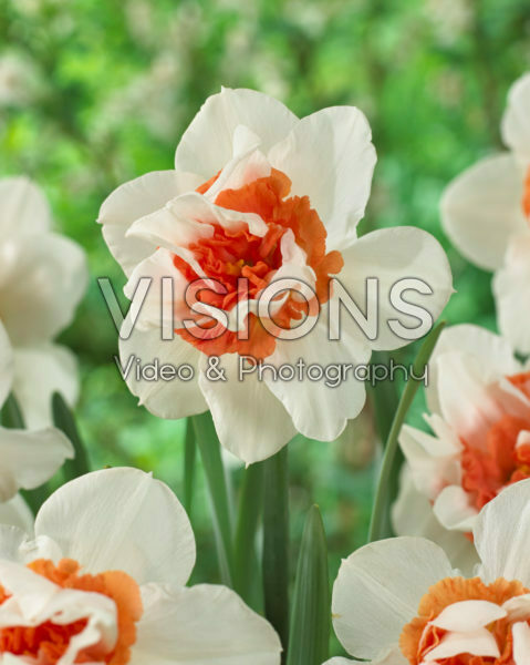 Narcissus Patina