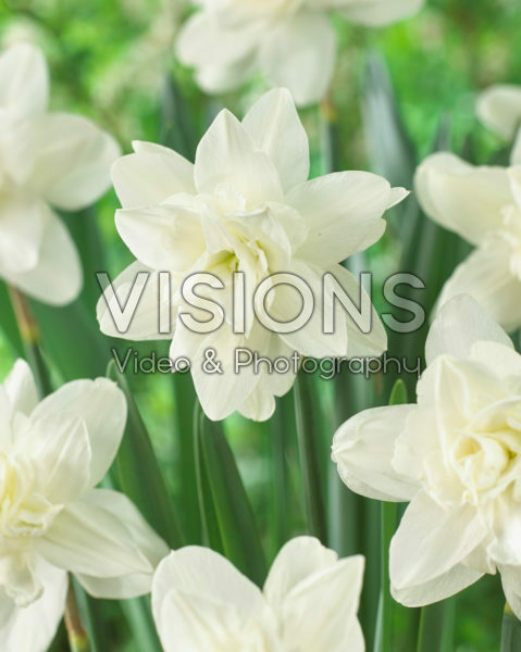Narcissus double white
