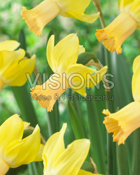 Narcissus 6 Y-P