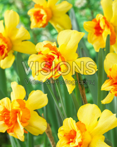 Narcissus 98-153